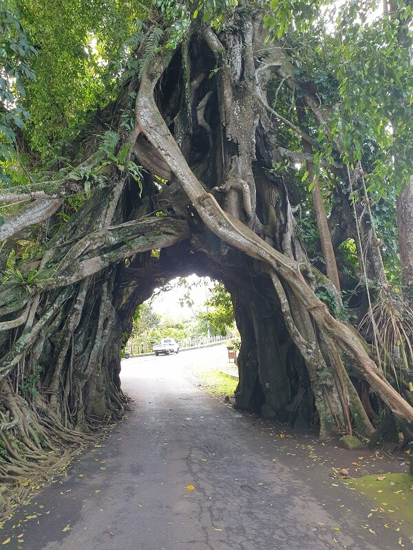 Bunut Bolong Tree