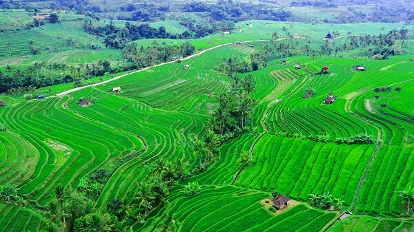 jatiluwih Rice Terraces