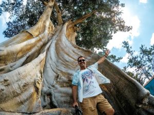 Kayu Putih Bayan Ancient Tree