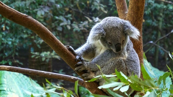 The Koalas at Blackbutt Reserve