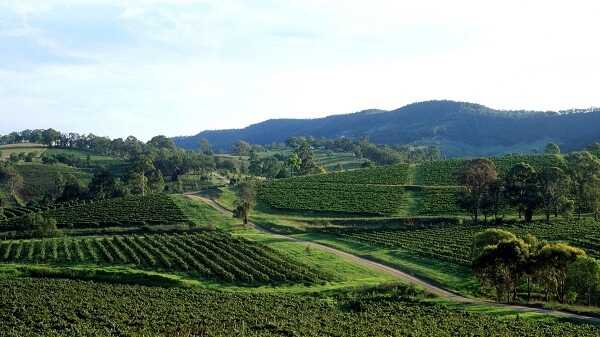 Hunter Valley Vineyards