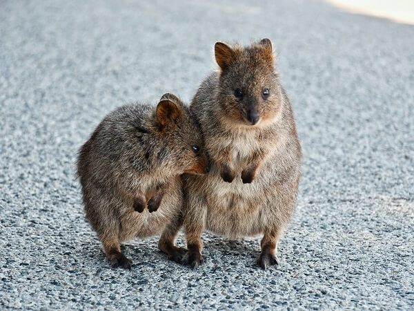 The Quokka