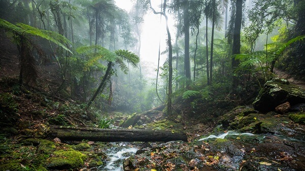 Gold Coast Hinterland Hikes