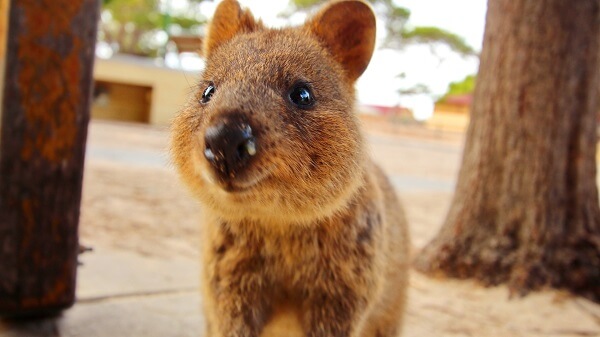 Quokka, Rottnest Island