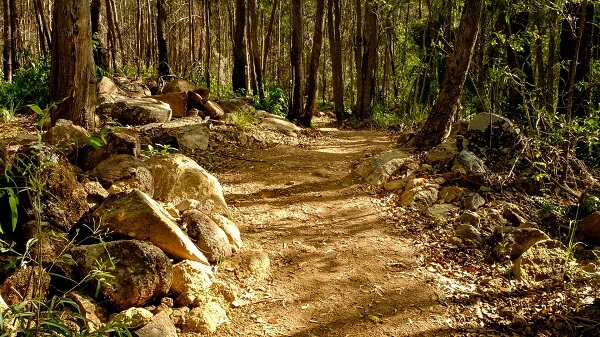 Guide to Mount Coot-tha trails