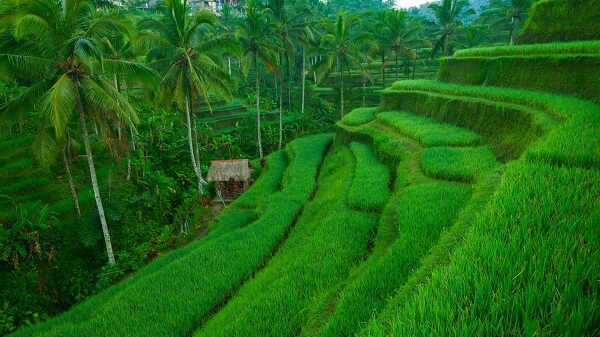 East Bali Rice Terraces