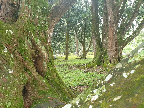 ancient trees kebun raya cibodas
