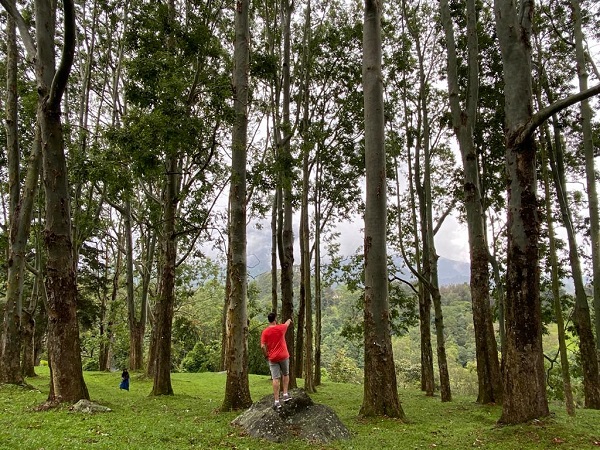 Eucalypts Kebun Raya Cibodas