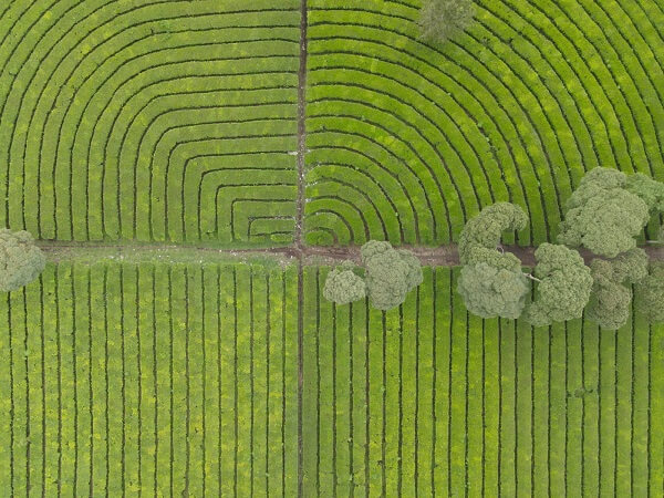 train travel in indonesia Tea Plantations Bandung