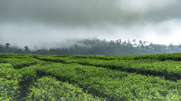 Tea Plantations at Puncak