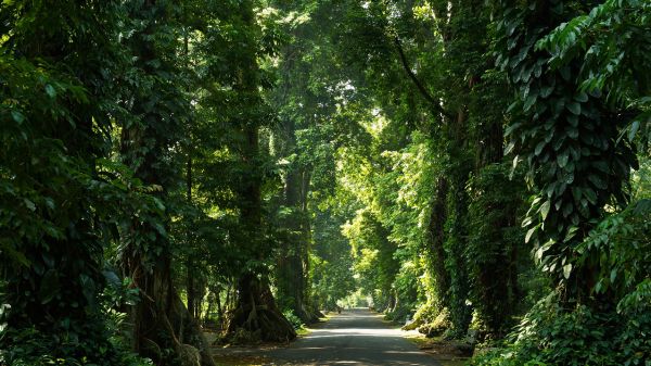 Kebun Raya Cibodas – Your Complete Guide