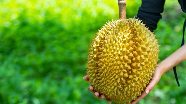  Durian fruit
