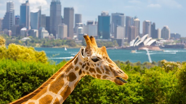 Amazing Taronga Zoo is just a ferry ride away