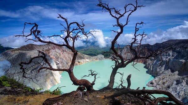 The iconic tree at Mount Ijen Viewpoint