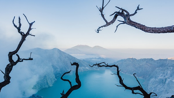 View from the iconic tree at Mount Ijen