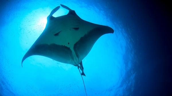 facts about Bali dive with Mantas