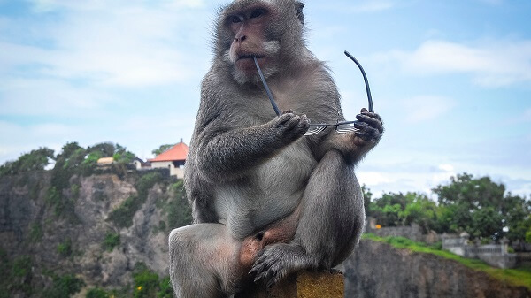Monkeys are not always cute