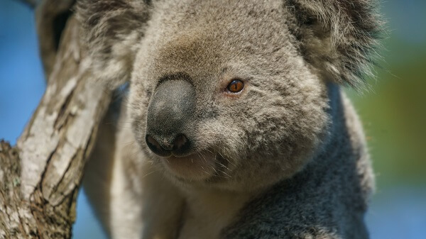 meet the locals at Currumbin Wildlife Sanctuary