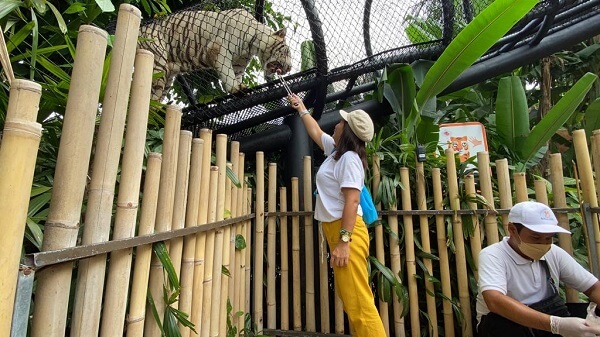 Feeding Tigers at Bali Zoo