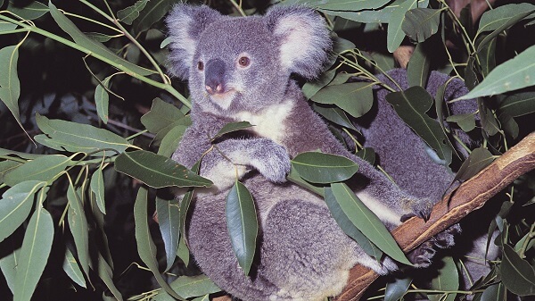 Visit Lone Pine Koala Sanctuary