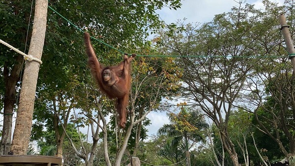 Making an entrance at Breakfast with Orangutans