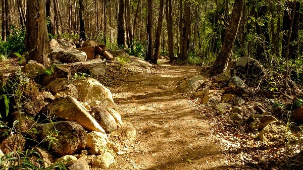 The trails of Mount Coot-tha are well trodden
