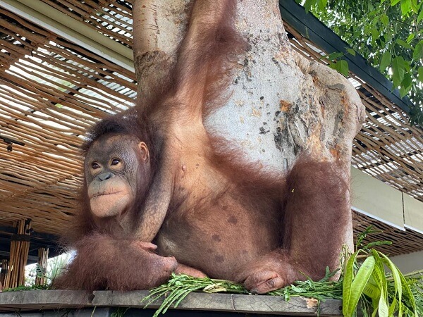 The Orangutans actually watch you eat