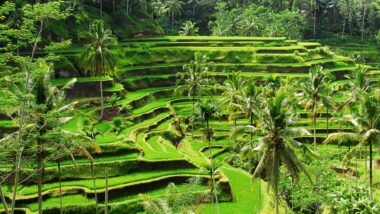New Bali Law