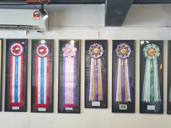 Award winning Huskies