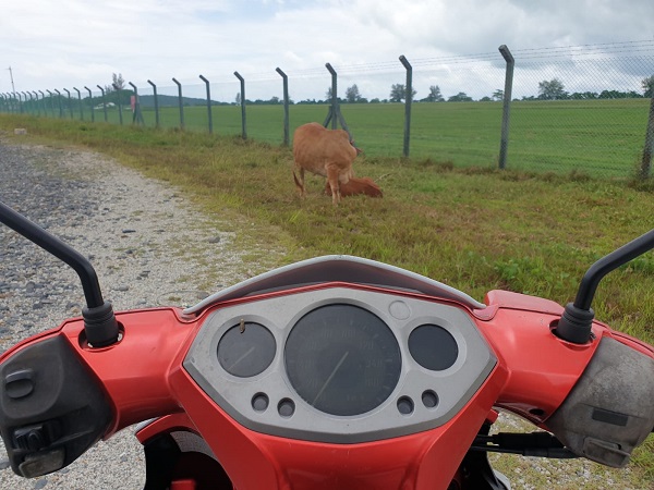 Cows are often right beside the road