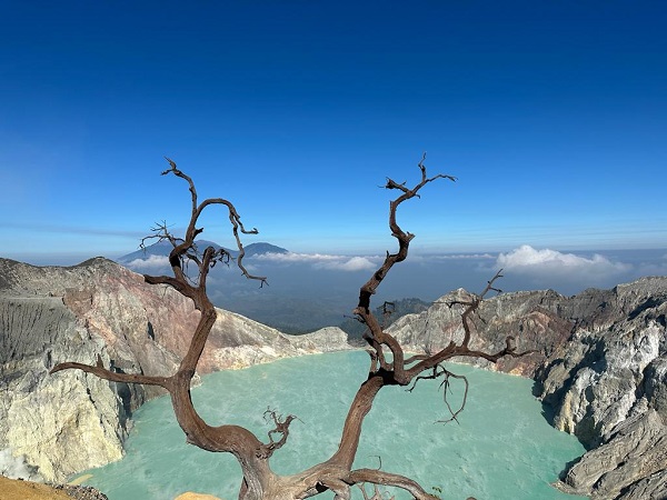 The Iconic Ijen tree