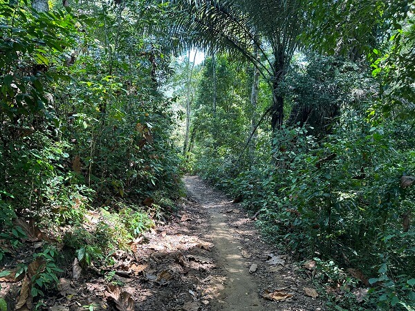 pantai wedi ireng The road in becomes a jungle track