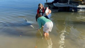 Dolphin Feeding Tin Can Bay
