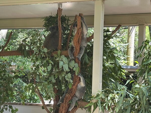 Koalas in a typical enclosure at Lone Pine Koala Sanctuary