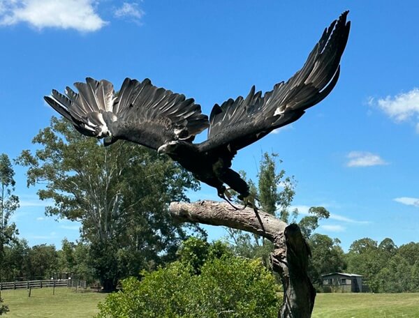 The Raptor taking flight