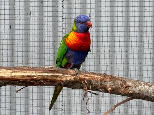 The Rainbow Lorikeets were beautiful