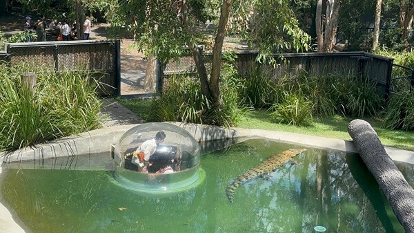 The Crocodile enclosure has an underwater viewing bubble