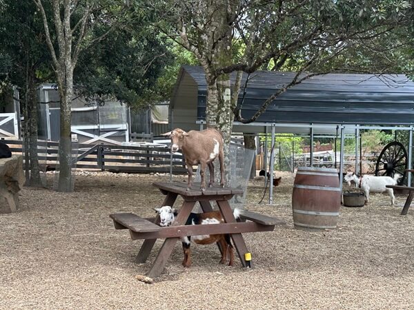 The goats will get everywhere!