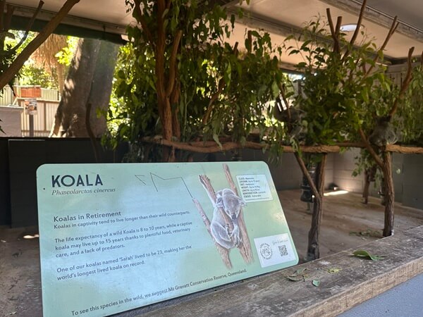 One of many Koala displays at Lone Pine Koala Sanctuary