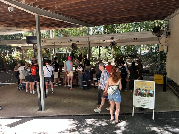 Koala Moments allow you to pet a Koala