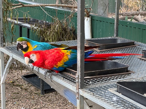 Maleny Botanic Gardens & Bird World
