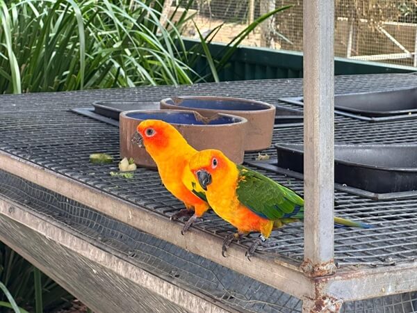 Birds come in all varieties at Maleny Bird World