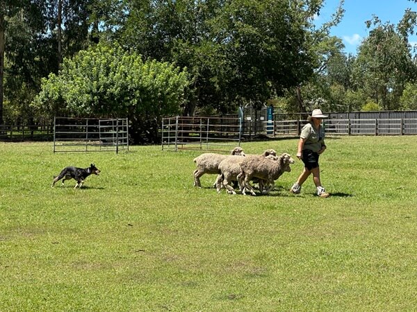 The sheepdog show is short but a hit with kids