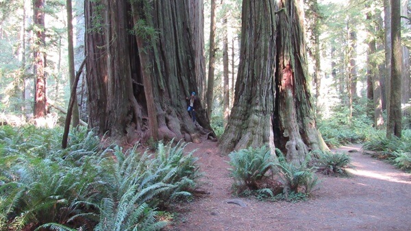 Massive trees and fern patches give redwood forests a land-before-time feel
