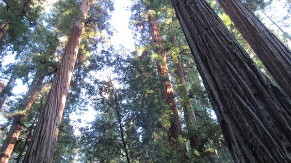 Old-growth redwoods are some of the oldest and tallest trees in the world