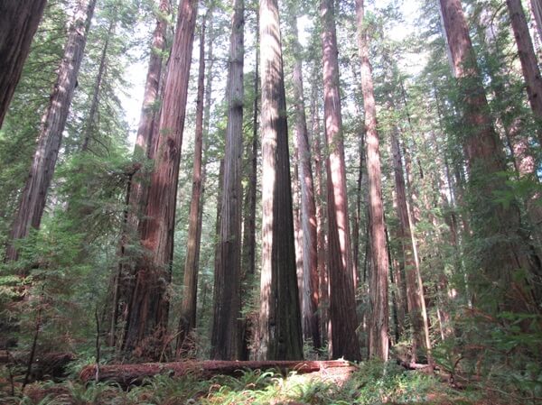 Some stands of redwood trees still grow tightly clustered together