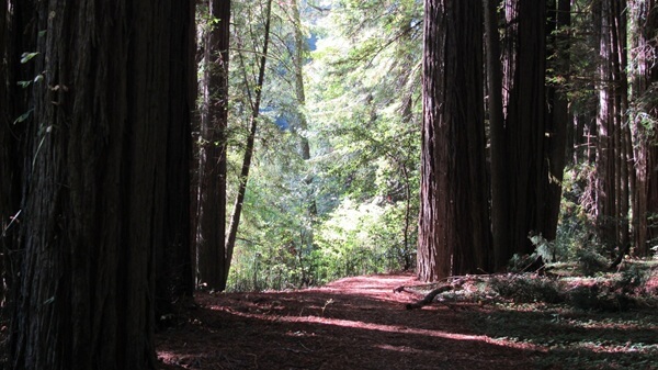 Walking trails let visitors experience the redwood forests up close