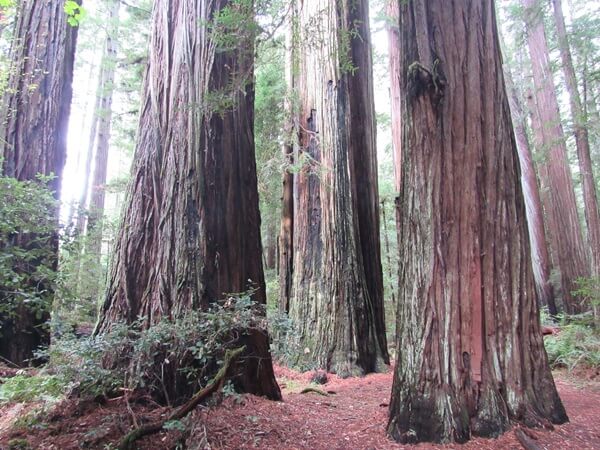 Redwood trees are amazingly fire-resistant