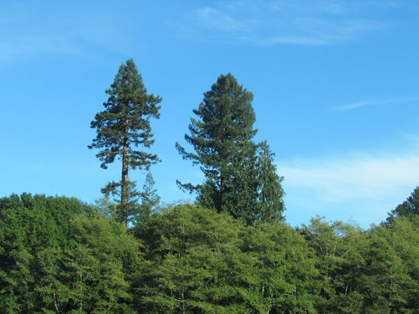 Redwoods tower over other trees in the forest