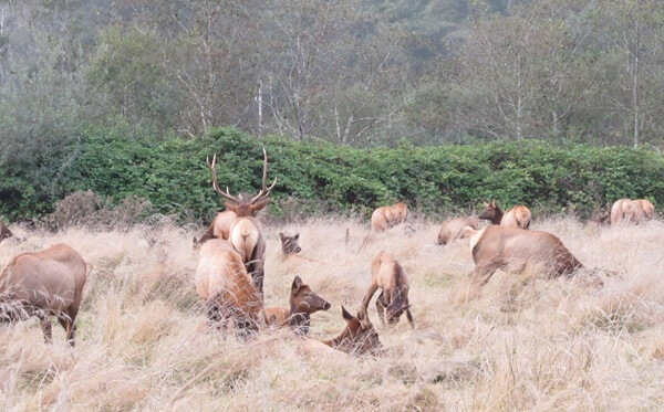 Glimpsing a field full of elk as you drive by is a common occurrence in this park